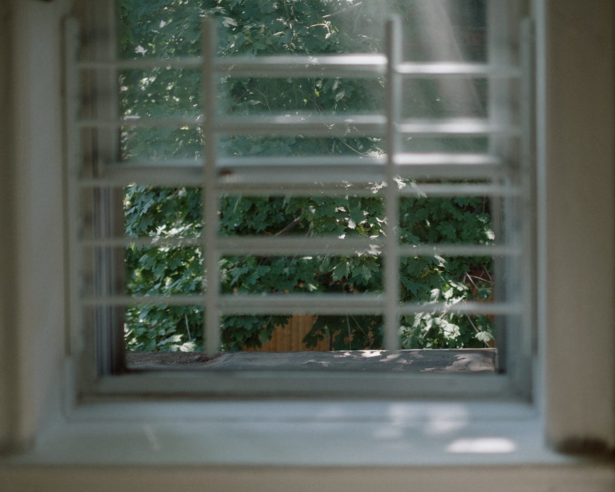 a photo of a backyard tree shot through the blurred out frame of a window