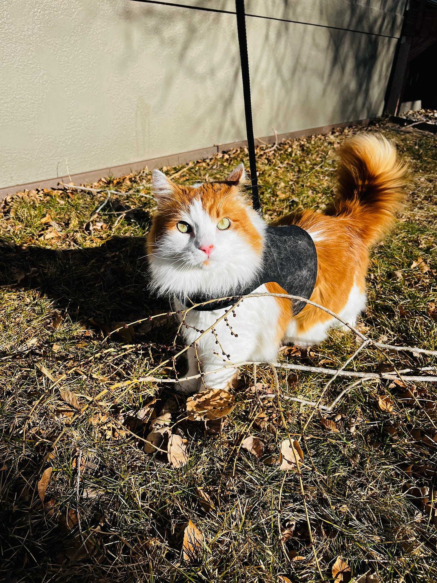 A handsome long-haired orange and white cat on a leash