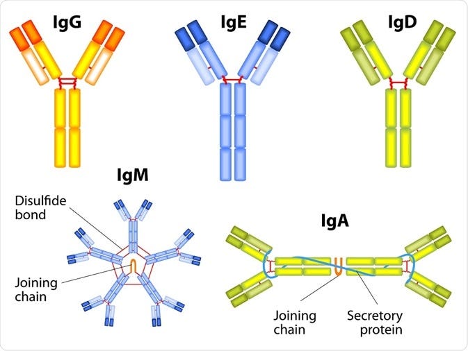 Antibody Types: IgM, IgA, IgD, IgG, IgE and Camelid Antibodies