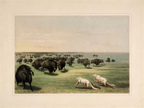 George Catlin : "Buffalo Hunt with Wolf-Skin Mask" (1844 ...