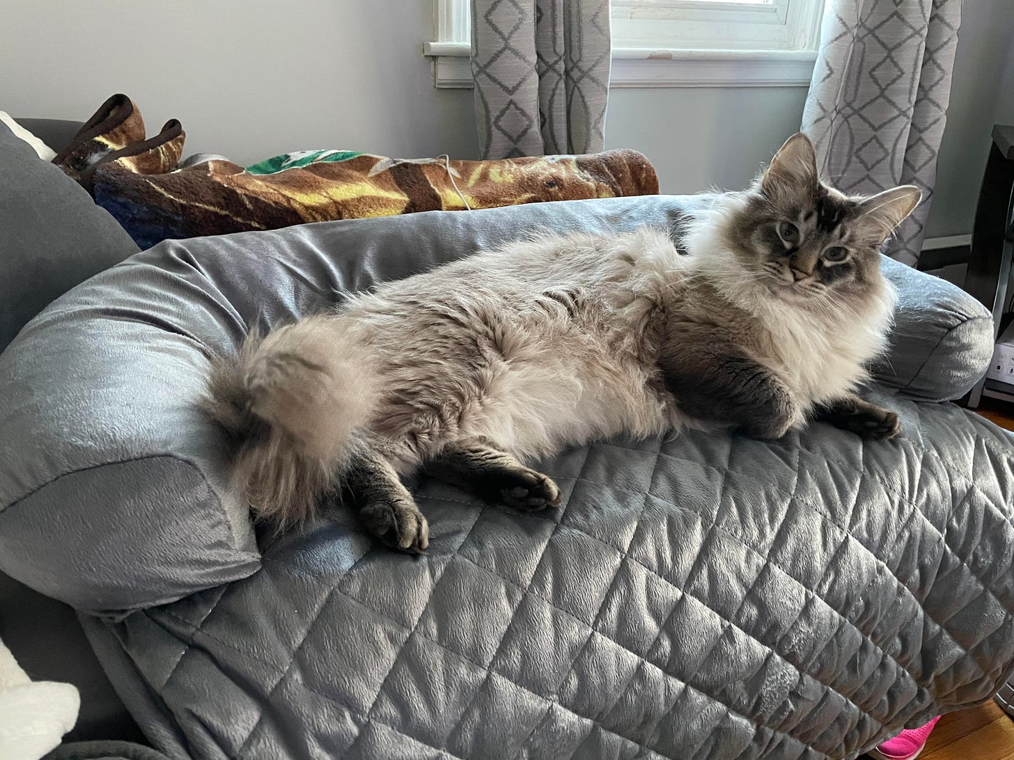 A fluffy cat lays on a small cat couch, looking towards the camera.
