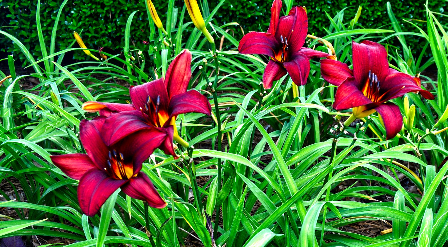 orange-red day lilies blooming amid their green foliage