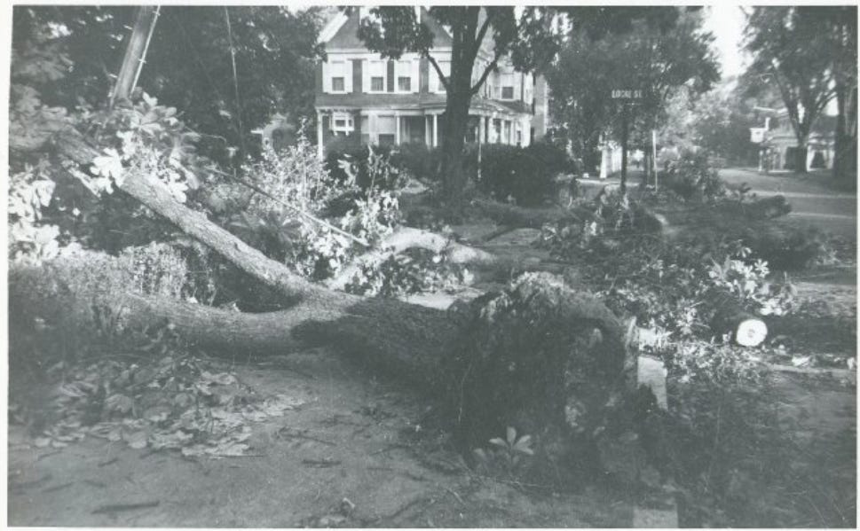black-and-white photo of large tree on ground atop a telephone pole. Dark house with porch in the background