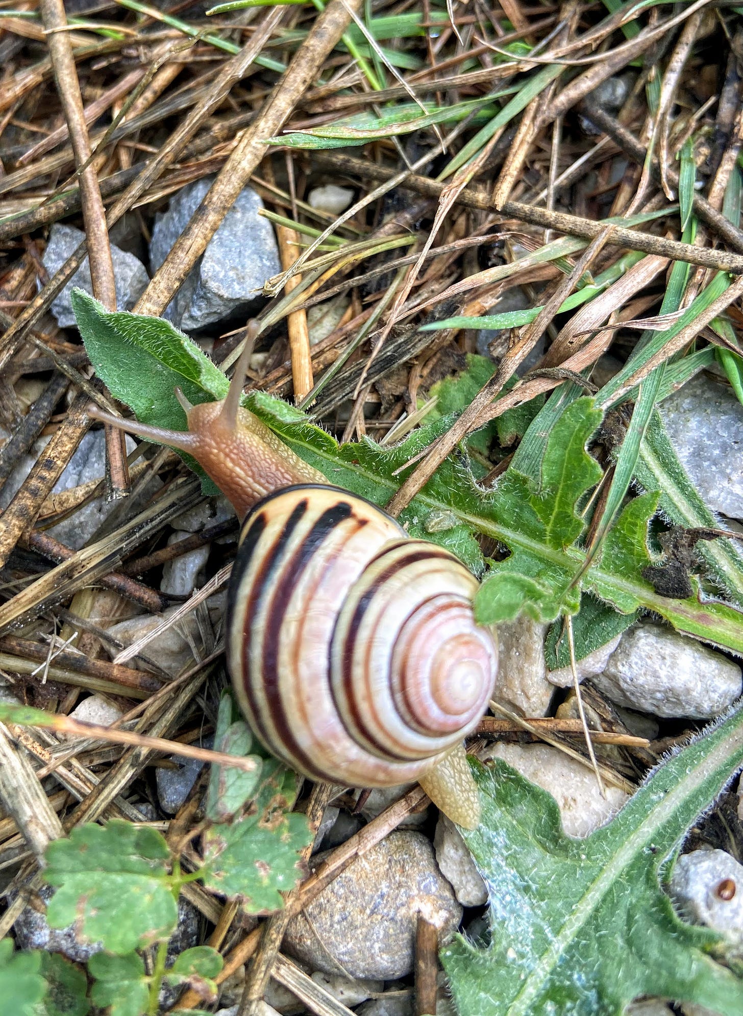 Snail amid leaves and branches