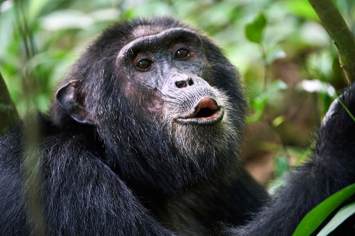 Chimpanzees seem to 'speak' in sentences of three or more calls | New  Scientist