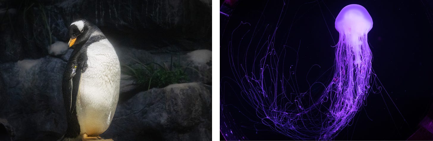 Two photos: On the left a Humbolt Penguin standing alone on a rock in at the Moody Gardens Penguin habitat   On the right, a single jellyfish at the Moody Gardens Aquarium in Galveston, Texas with purple lights shining on the jellyfish and its long tangled tentacles