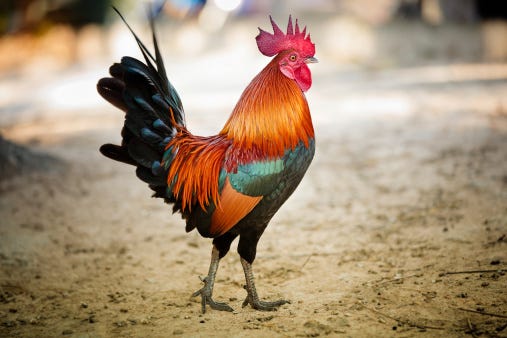 1500+ Rooster Pictures | Download Free Images on Unsplash