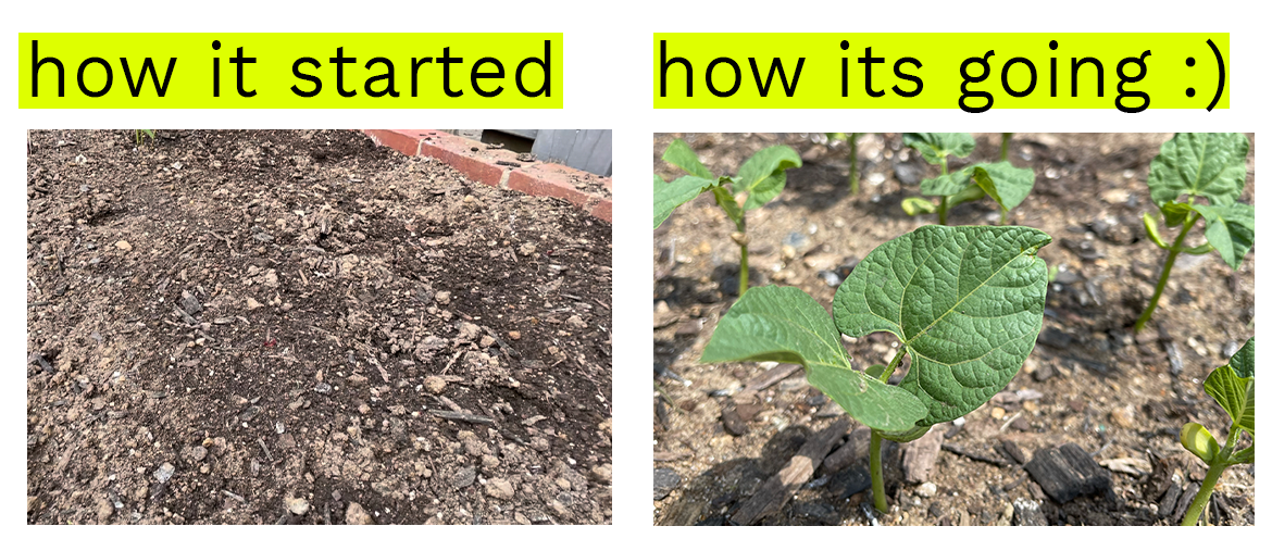 a meme that says 'how it started' with a picture of dirt and 'how its going' with a picture of beautiful bean plants sprouting