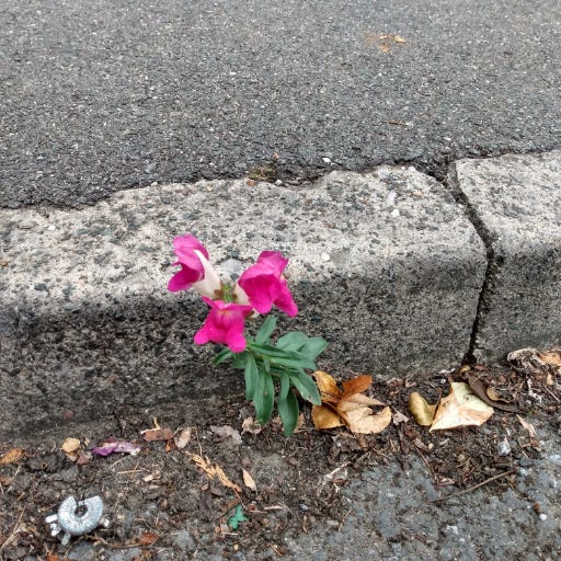 A flower growing up in a crack in the pavement
