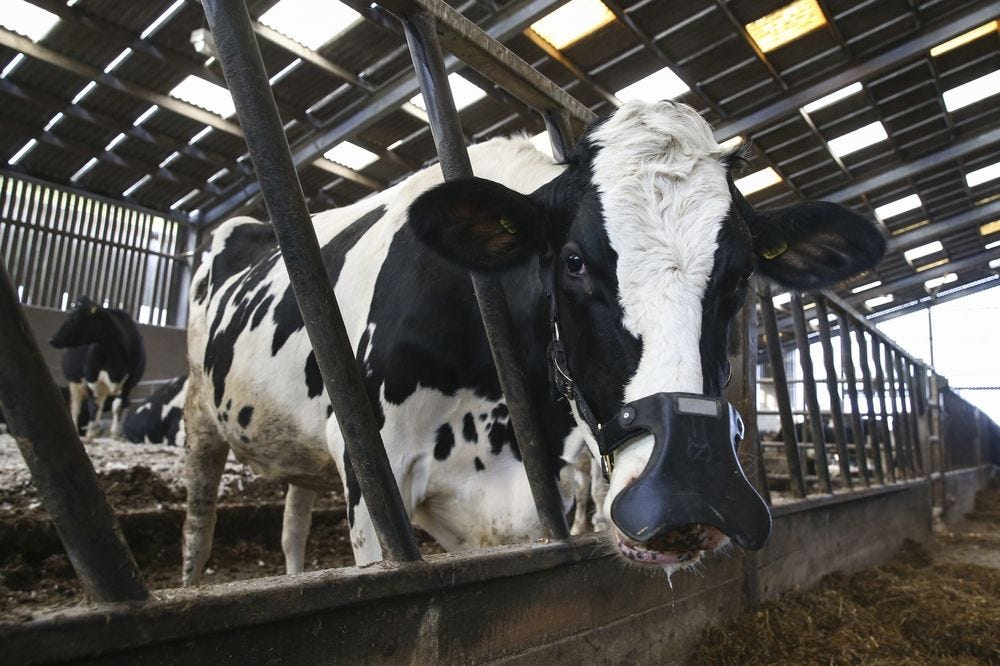 Zelp Ltd. says their wearable devices can reduce methane emissions from cows by more than half.