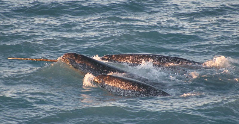 A small pod of narwhals is seen at the surface. A single tusk is visible.