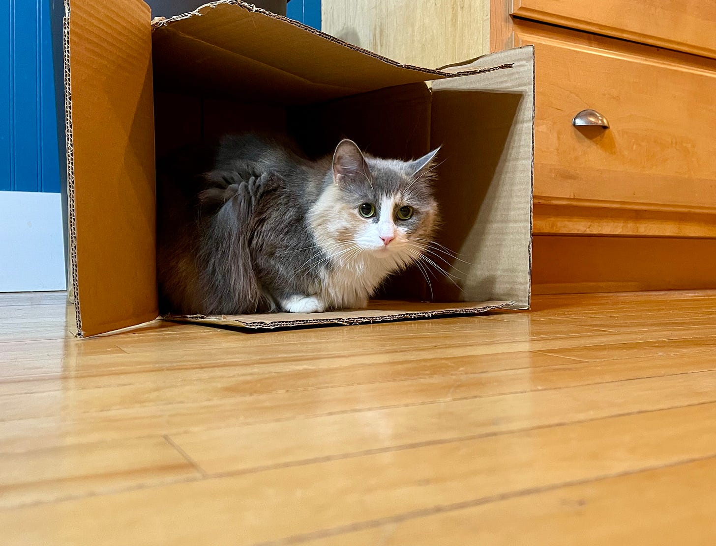 Cat peeking out of a box on a floor