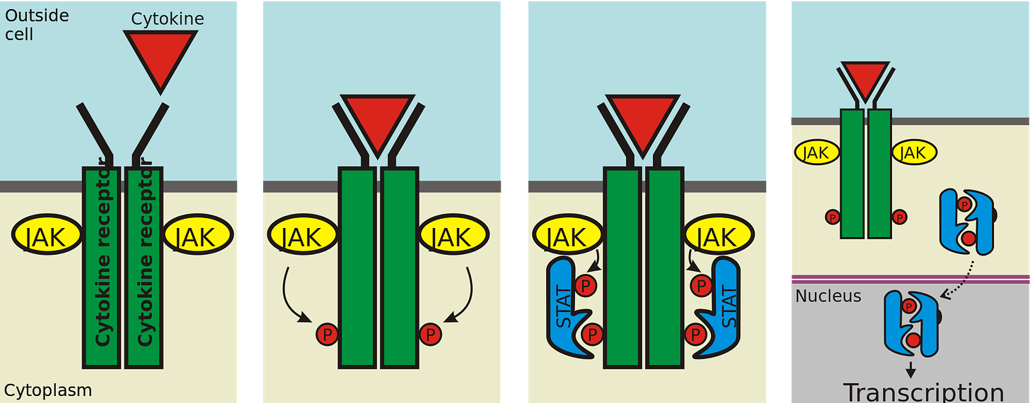 Once a ligand binds to the receptor, JAKs add phosphates to the receptor. Two STAT proteins then bind to the phosphates, and then the STATs are phosphorylated by JAKs to form a dimer. The dimer enters the nucleus, binds to DNA, and causes transcription of target genes.