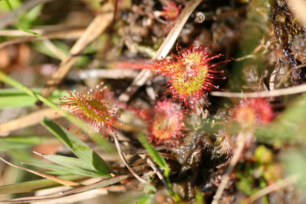 Picture of an insectivorous sundew plant