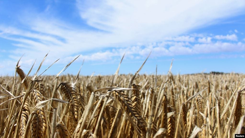 澳大利亚新南威尔士州一处大麦种植场（路透社2020年10月27日）
