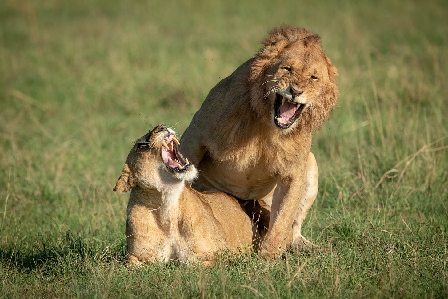 One can only imagine what these lions are shouting at each other…!