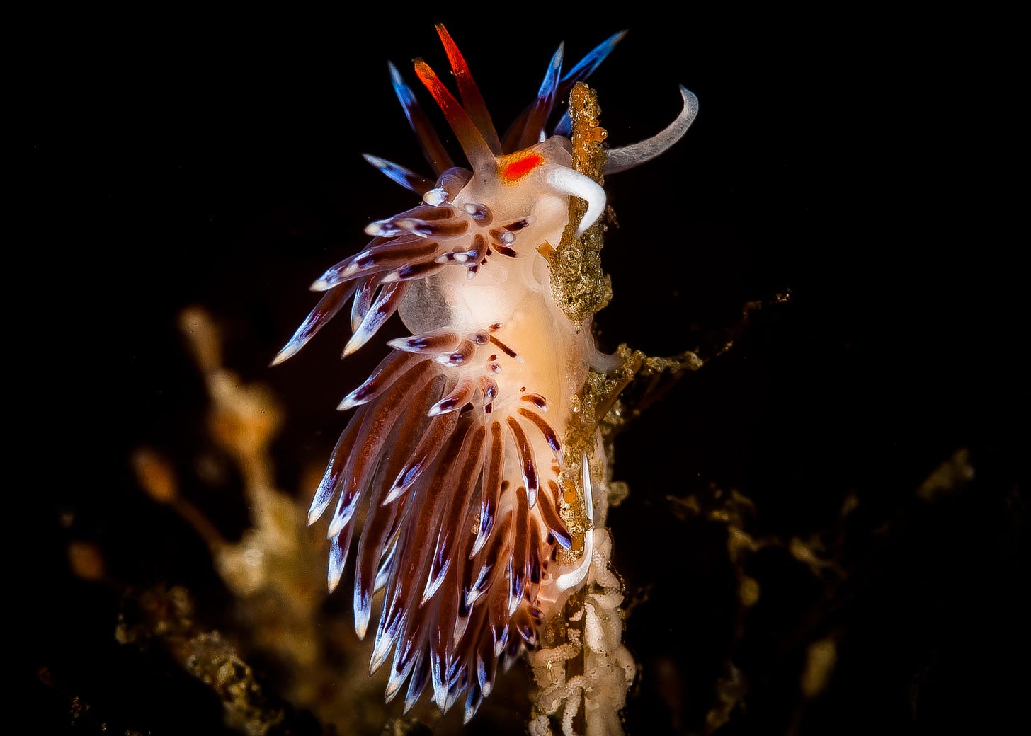 Cratena peregrina nudibranch