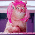 Cat wearing a pink wig typing on a keyboard