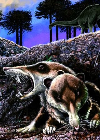 illustration of newly discovered saber-toothed squirrel