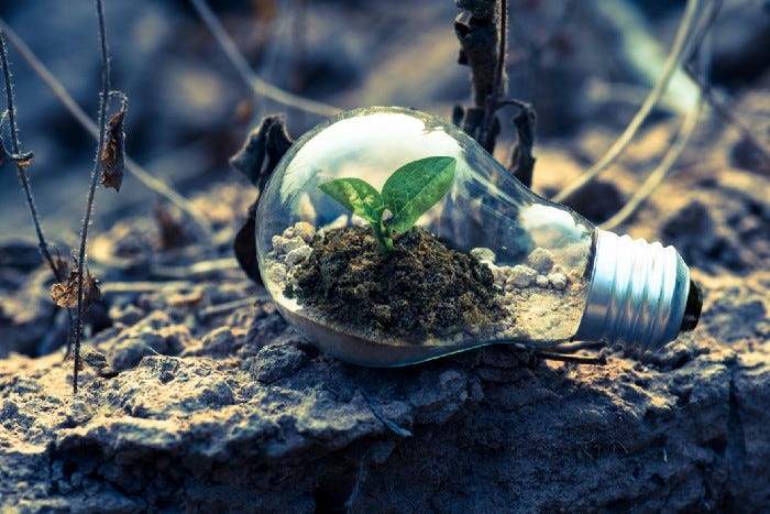 A plant growing in a lightbulb while the outside field is barren.