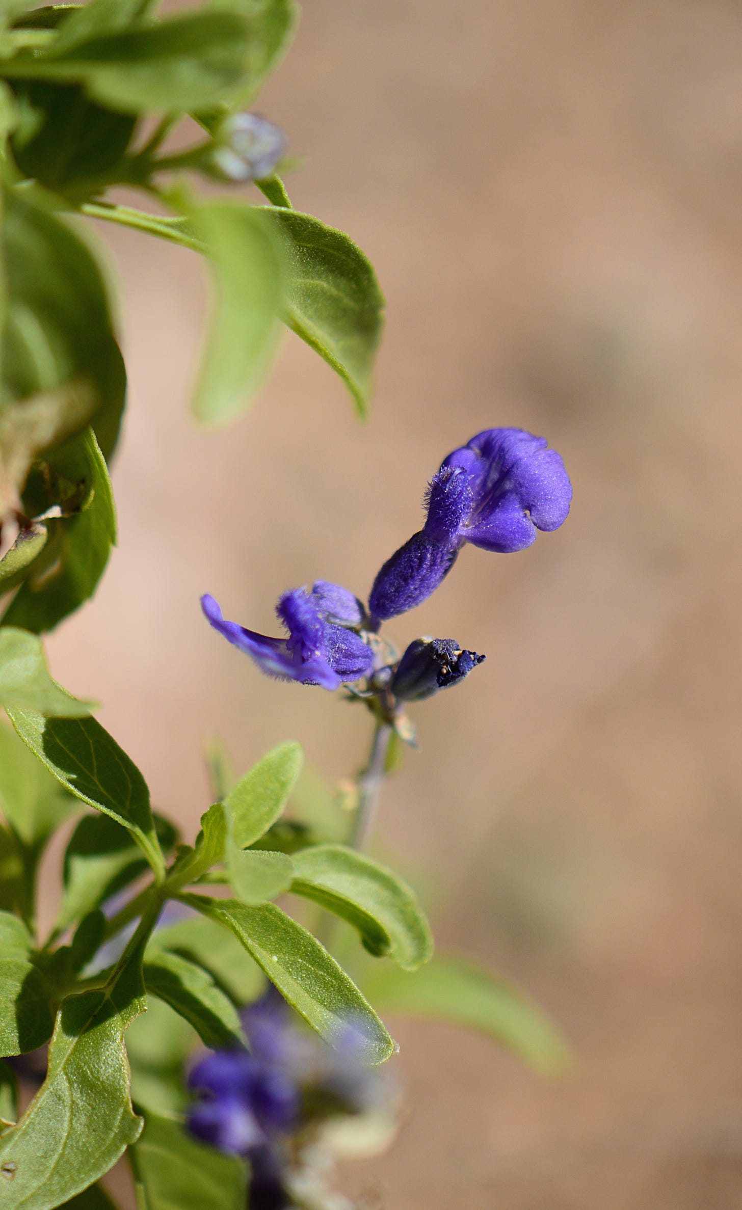 blue flower on Salvia farinacea