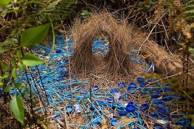 Satin Bower Birds Bower | Beautiful birds, Bird nest, Bird