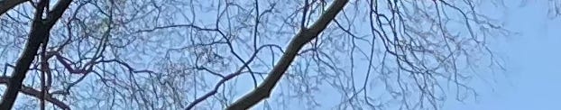 a glimpse of sky behind tree branches