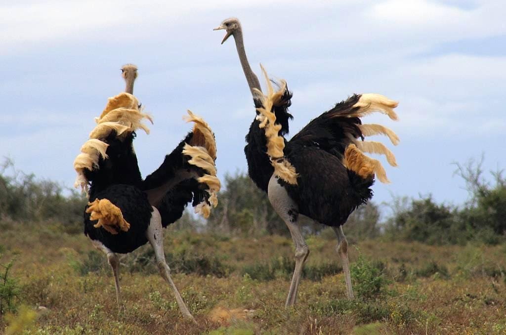 fighting ostriches