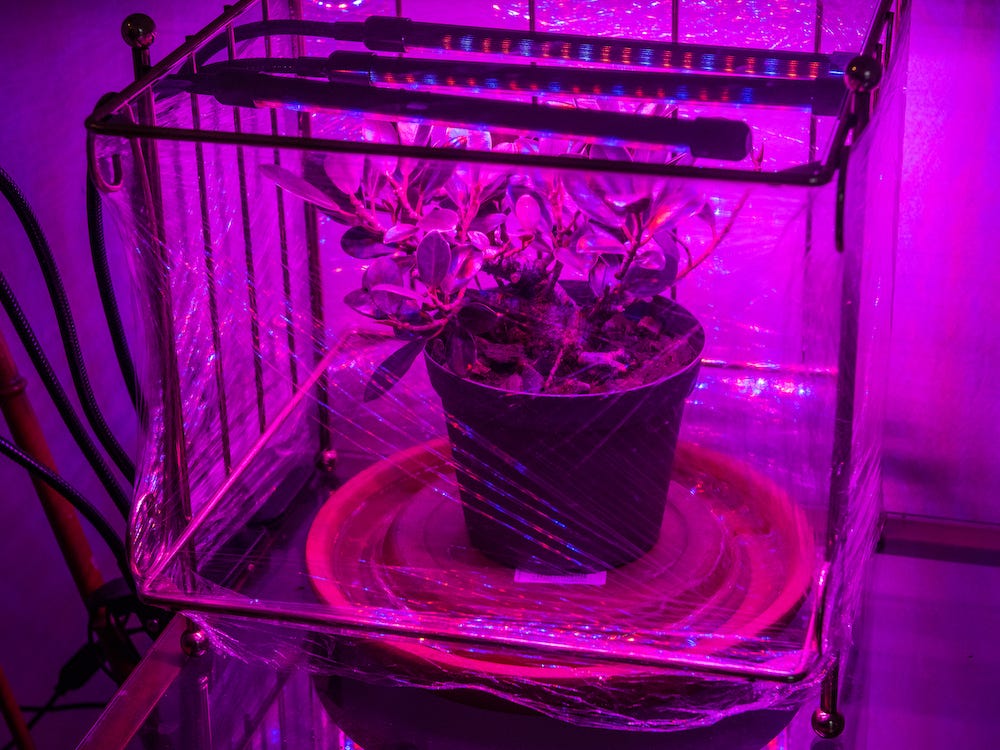 Image description: Photo of the caddy wrapped in saran wrap and used as a greenhouse with my ficus inside. End image description.