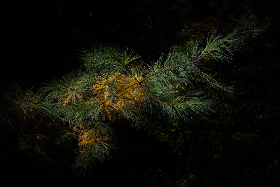 A pine branch containing a few sections of golden, among mainly green needles
