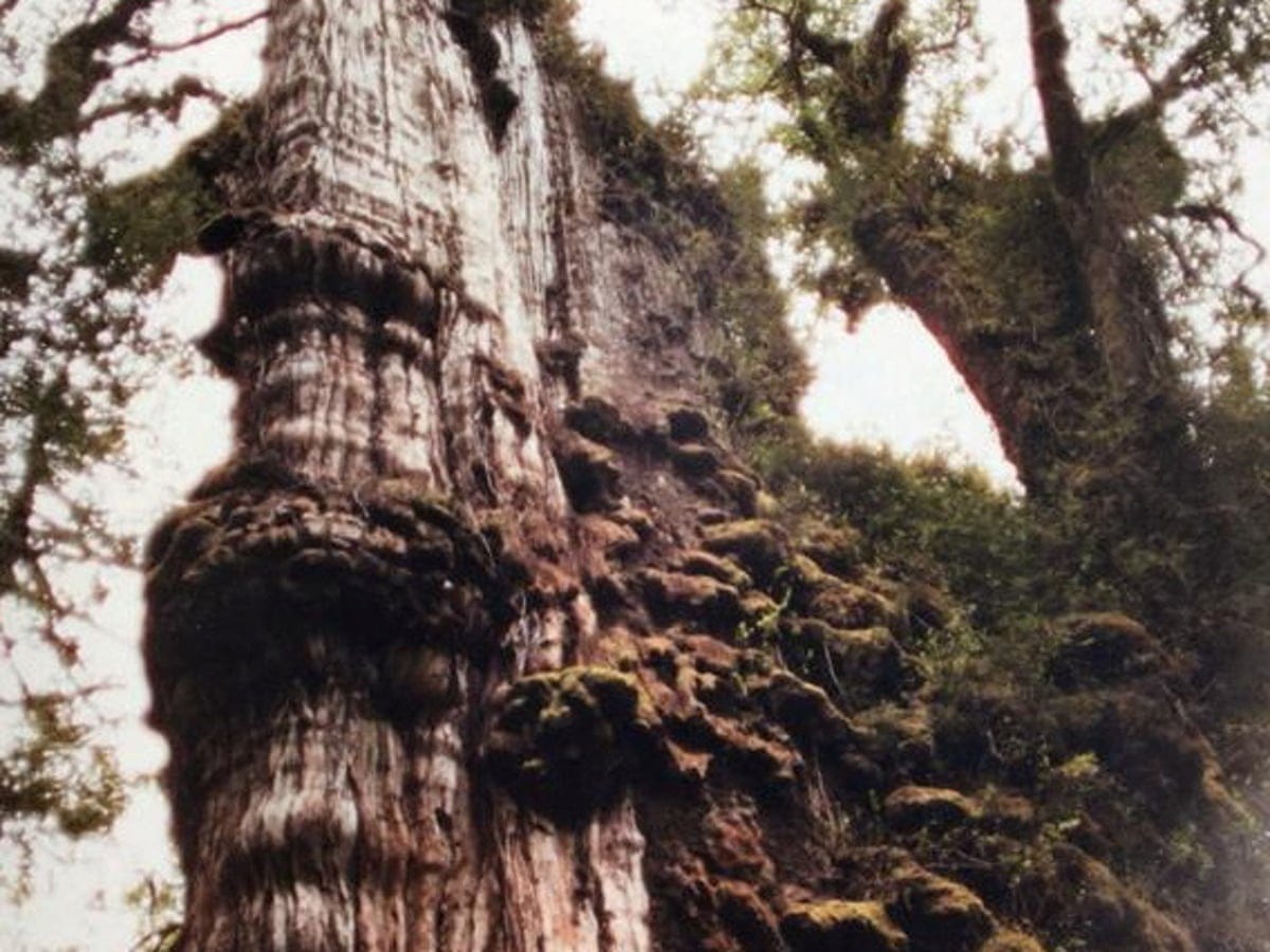 Ancient cypress in Chile may be the world's oldest tree, new study suggests  | Trees and forests | The Guardian