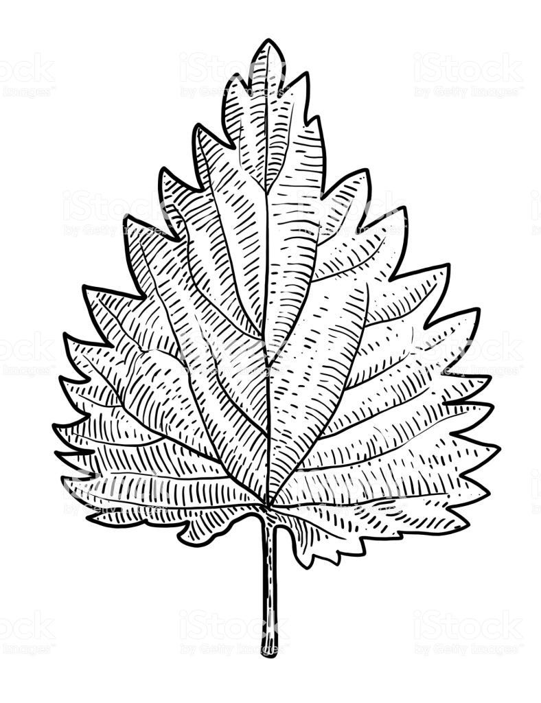 Nettle leaf illustration, drawing, engraving, ink, line art, vector - Royalty-free Stinging Nettle stock vector