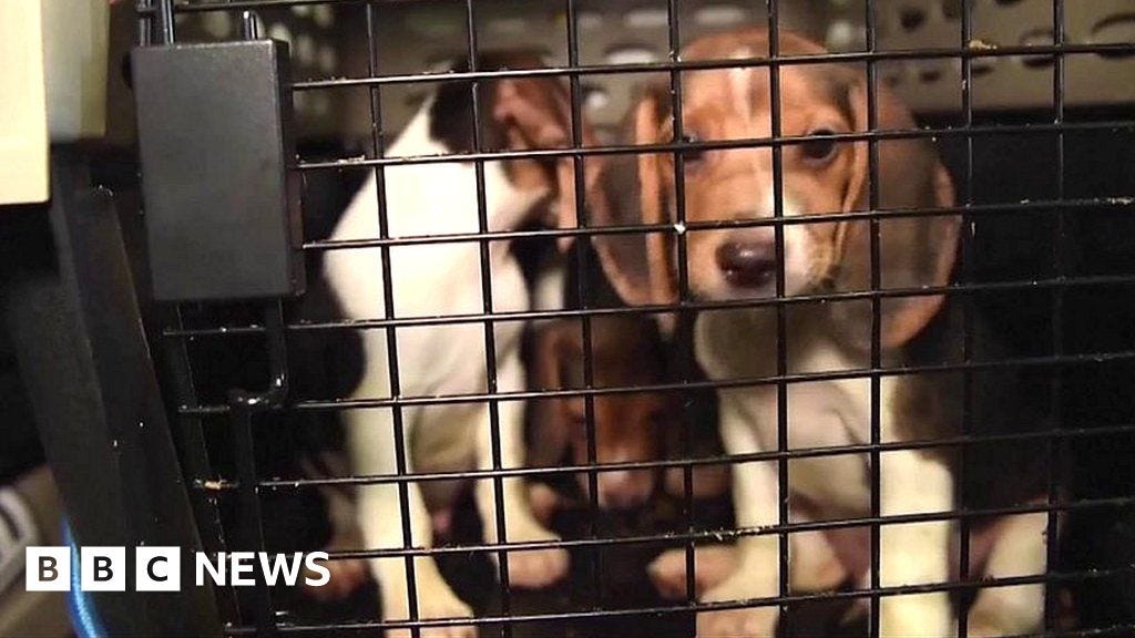 Thousands of beagles saved from drug trials in US - BBC News