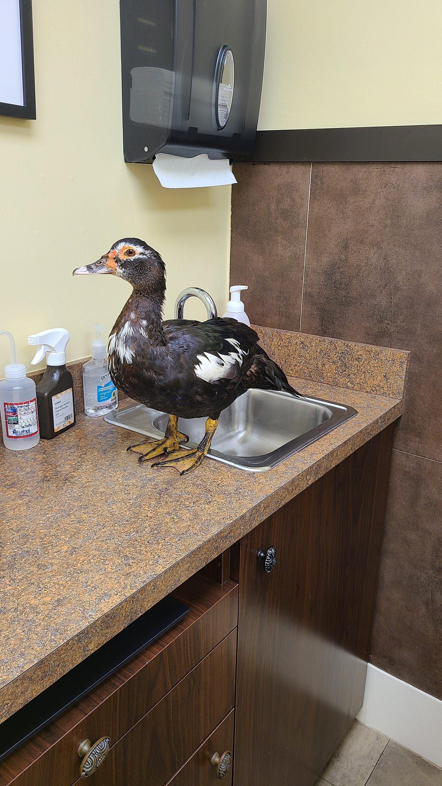 muscovy duck on a vet counter