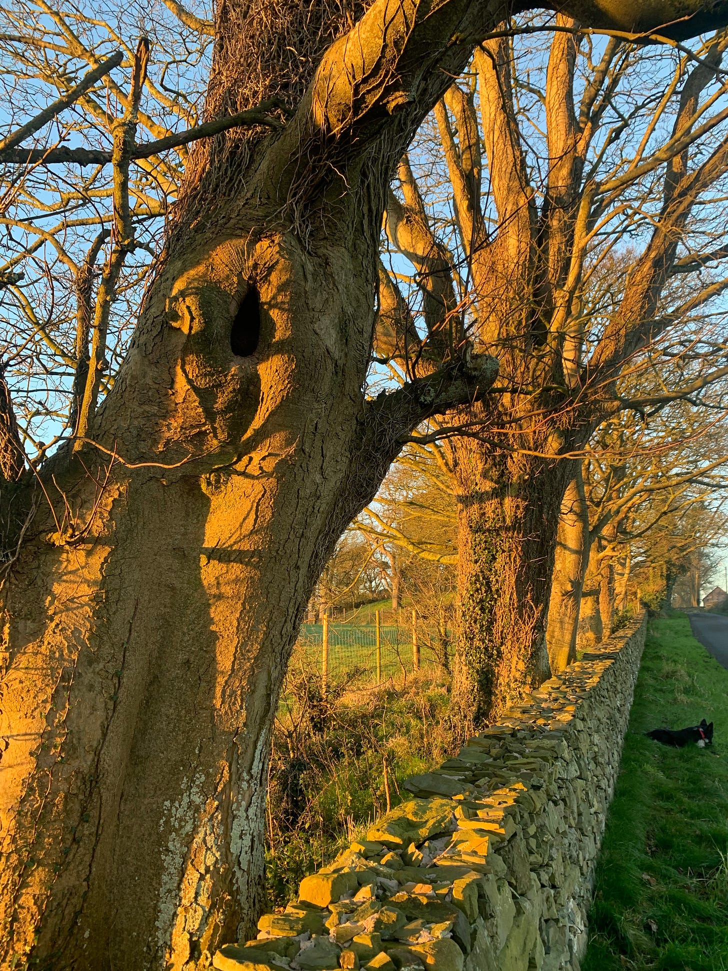 A row of majestic trees and a stone wall in the winter sunshine