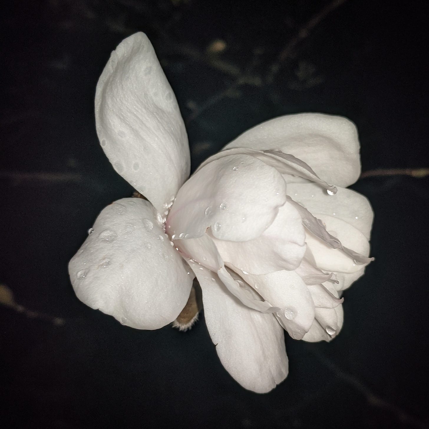 photo of white magnolia flower with dewdrops on petals and dark night background
