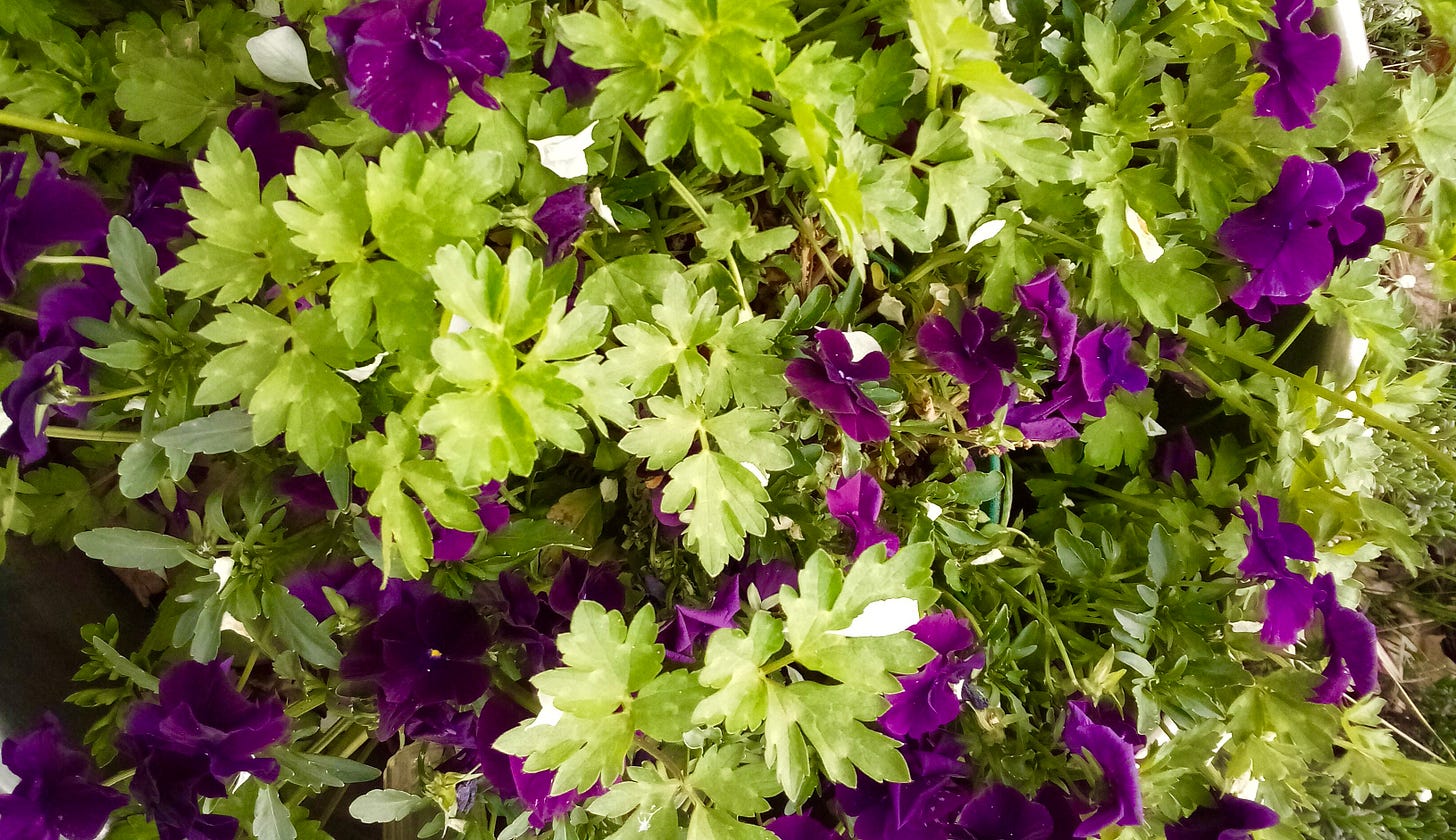 Purple pansies and green foliage