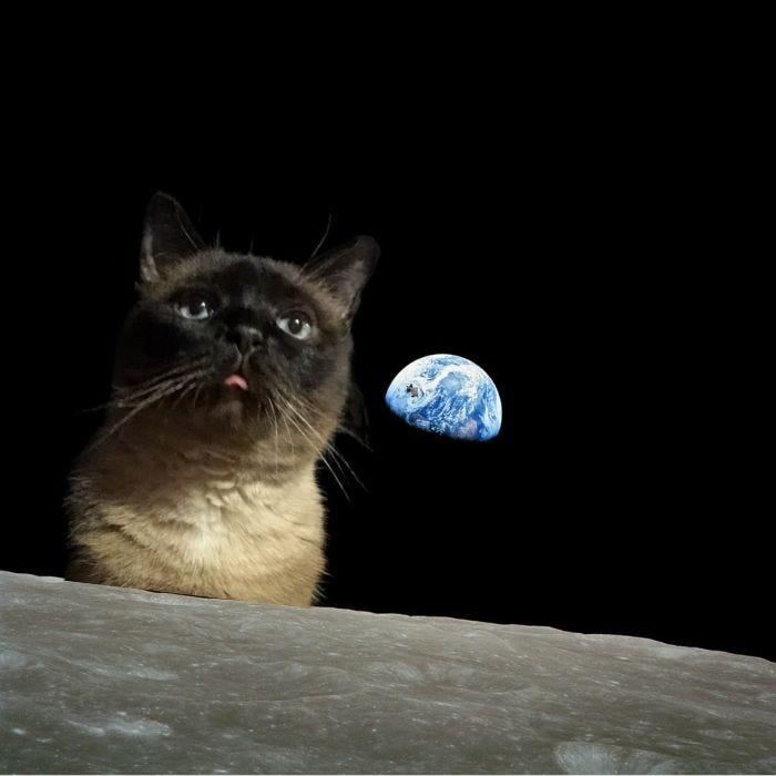 A view of the Earth from the moon with a cat photoshopped onto the surface of the moon