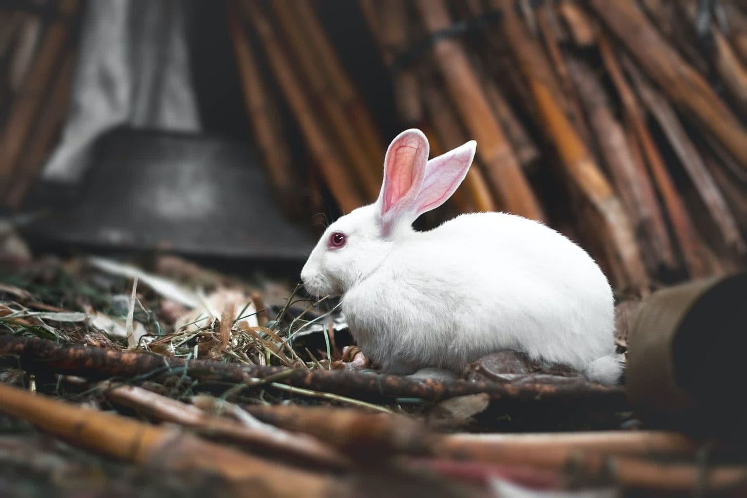 Conejo blanco en medio de la naturaleza. Foto de Hossam M. Omar en Unsplash