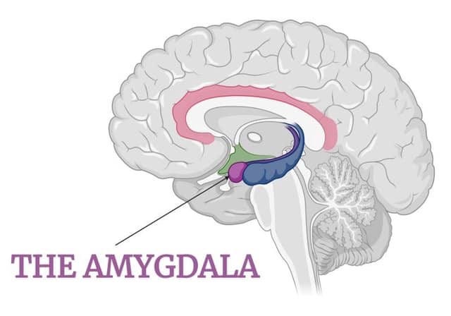 Our Troublesome Amygdala & How Meditation Can Help Calm Our Nerves -  Christopher Tabet - Medium