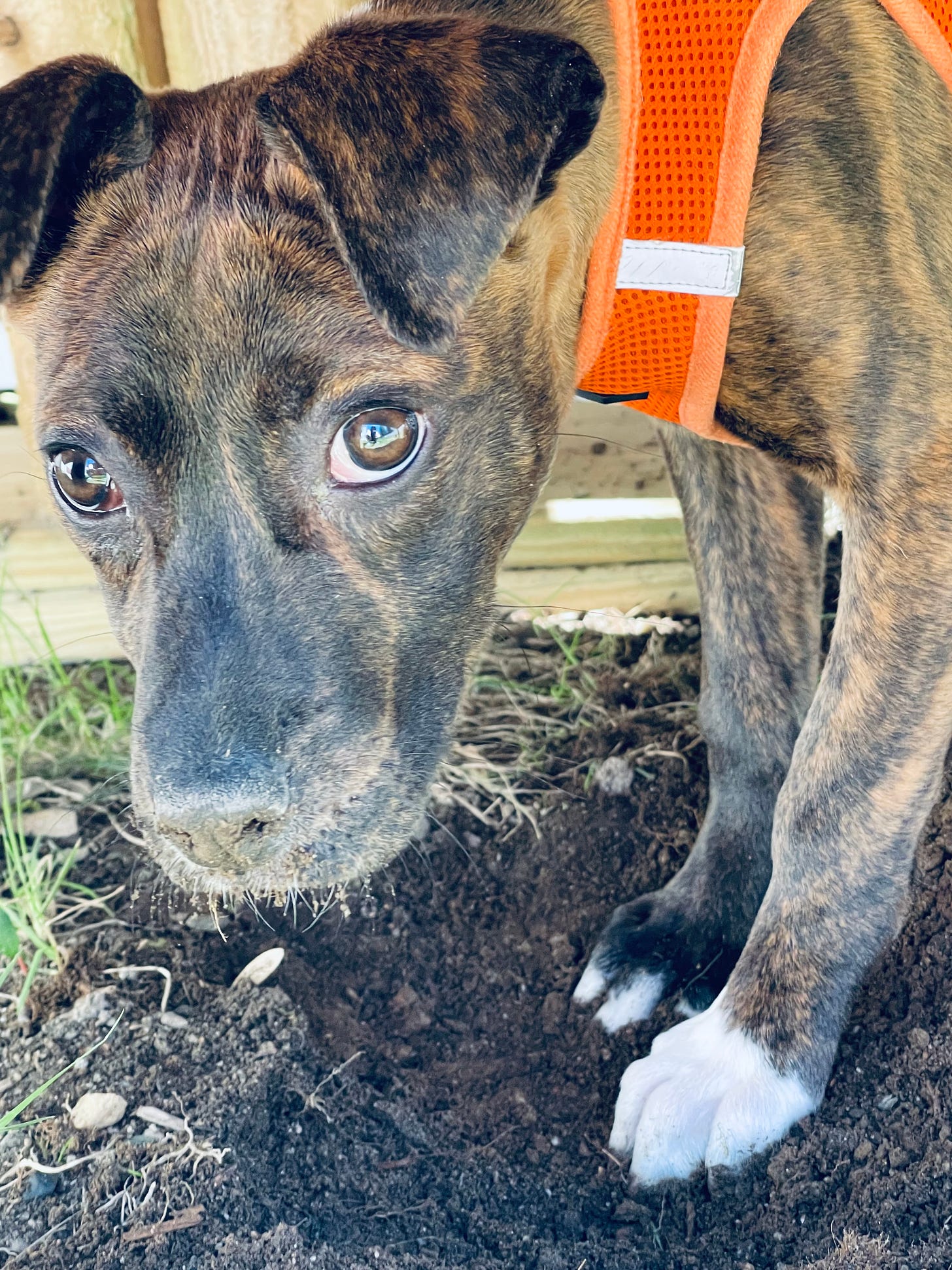 Puppy digging a hole, dirt on her face, she looks caught out