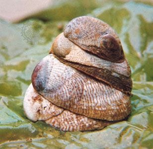 slipper shell | gastropod | Britannica