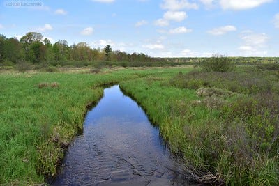 photo of a steam canal running through wetland grass with trees in the distance
