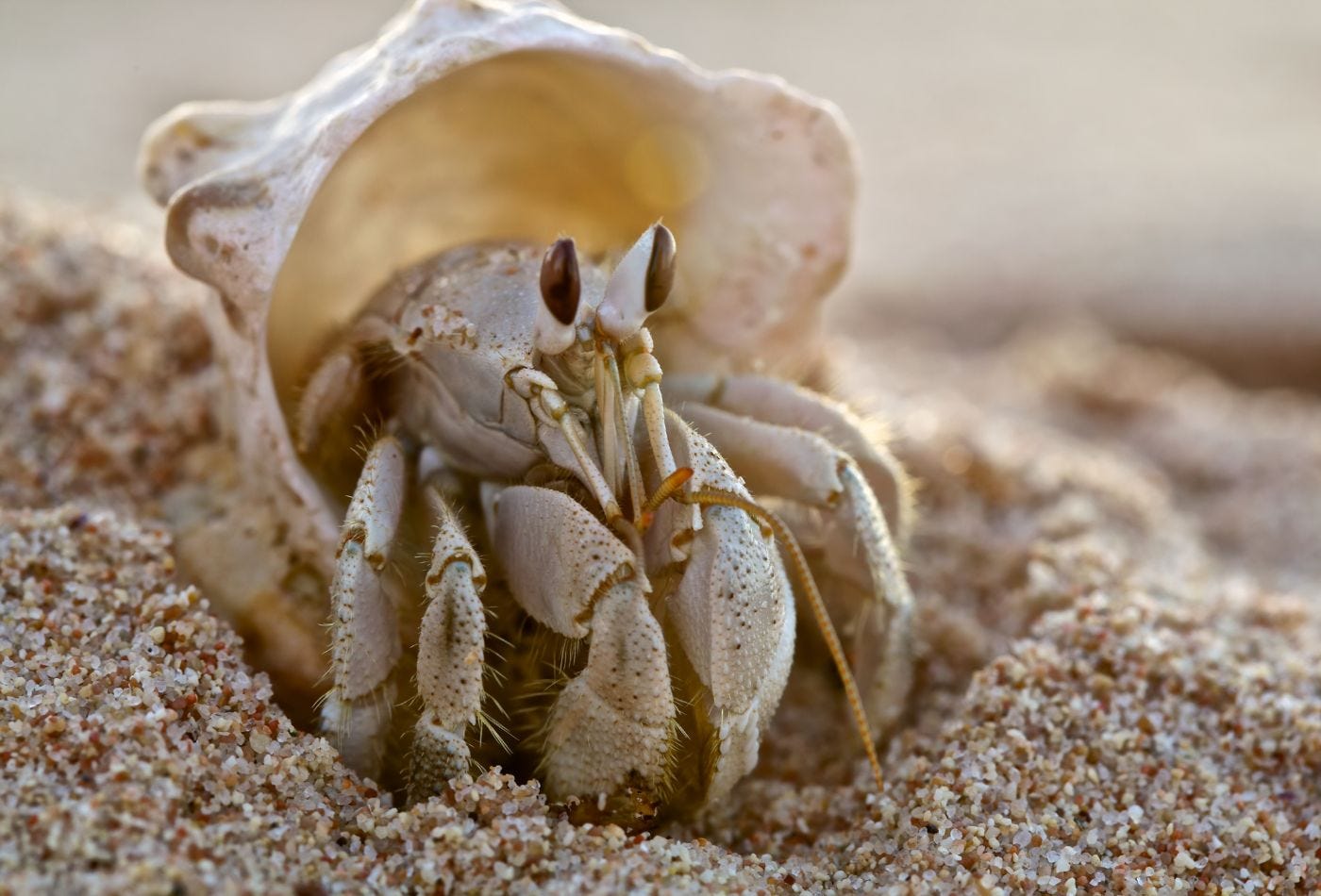 Hermit crab in a shell.