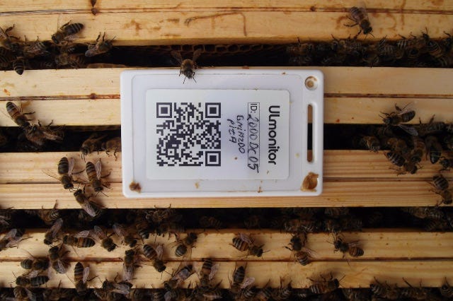 Image of sensor surrounded by bees.