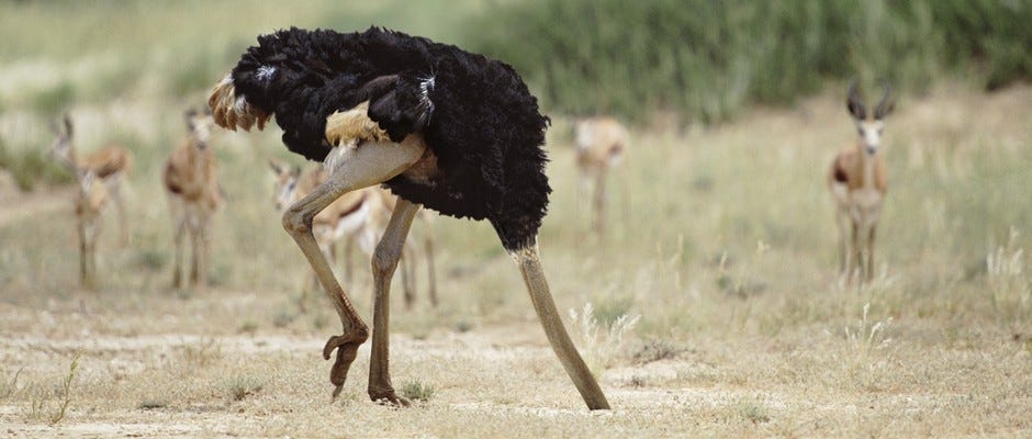 Do ostriches really bury their head in the sand? © Alamy