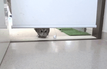 gif of an owl asking 'what did i miss'