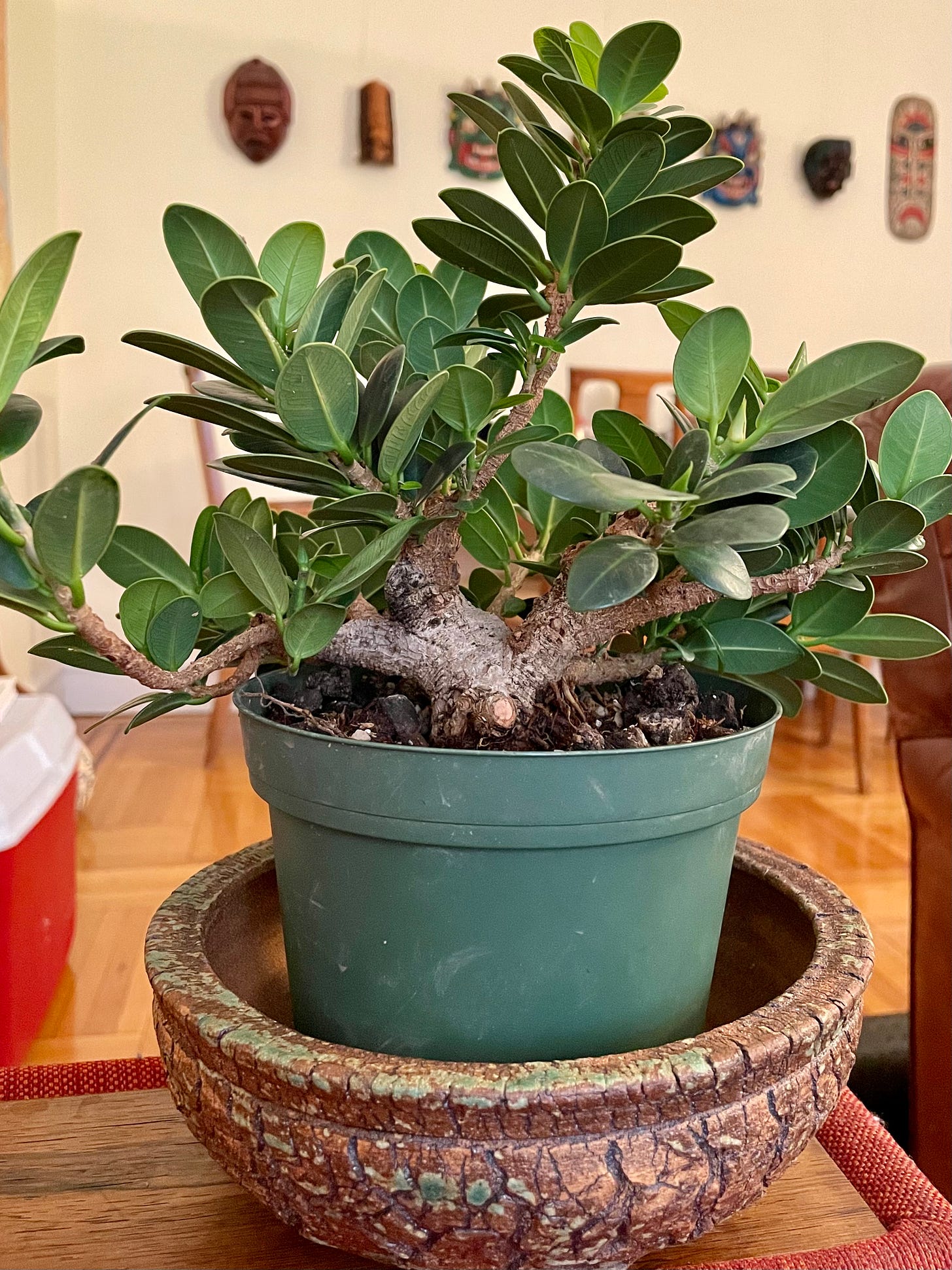 ID: The same fig tree but much fuller and chunkier, in the same nursery pot but placed inside a bonsai pot. 