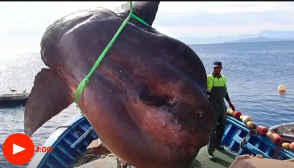 Huge sunfish weighing up to two tonnes found off coast of Ceuta – video | Environment | The Guardian