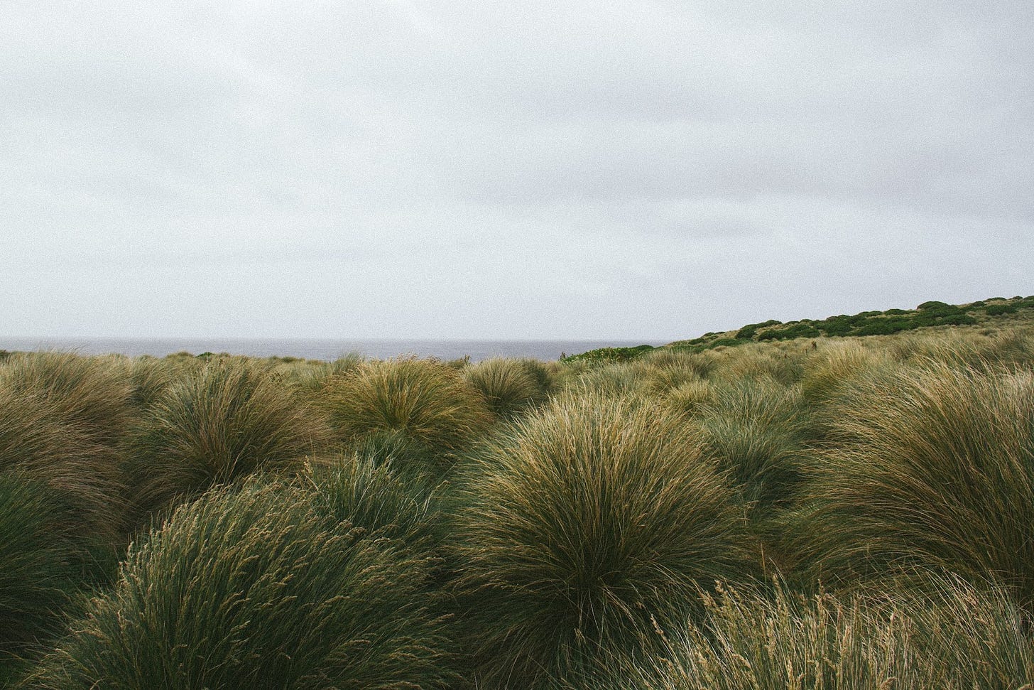 A photograph of large tussock grasses which almost reach up to the horizon line, but a small sliver of ocean is visible in the distance.